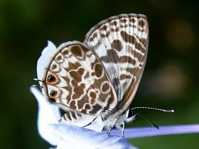 Plumbago Blue