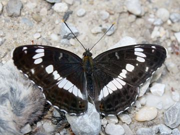 Kleiner Eisvogel