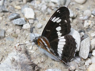 Kleiner Eisvogel