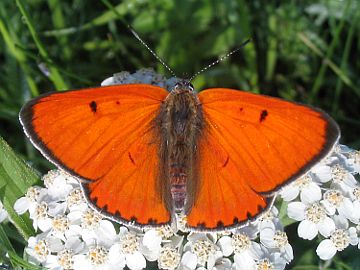 Lycaena dispar