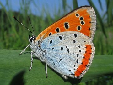 Lycaena dispar