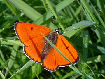 Lycaena dispar