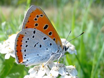 Lycaena dispar