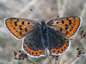 Brauner Feuerfalter (Lycaena tityrus)