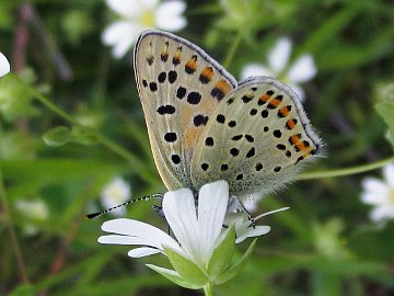 Brauner Feuerfalter (Lycaena tityrus)