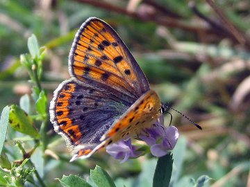 Brauner Feuerfalter (Lycaena tityrus)