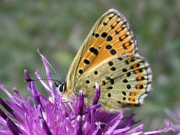 Brauner Feuerfalter (Lycaena tityrus)