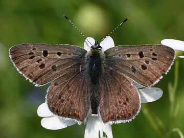 Brauner Feuerfalter (Lycaena tityrus)