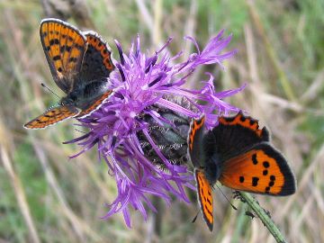 Brauner Feuerfalter (Lycaena tityrus)