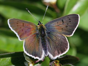 Brauner Feuerfalter (Lycaena tityrus)