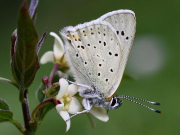 Brauner Feuerfalter (Lycaena tityrus)