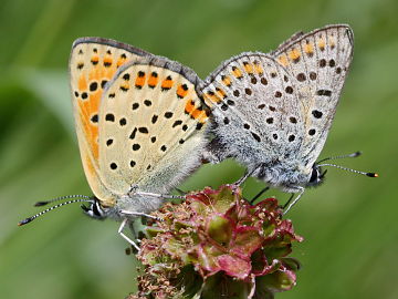 Brauner Feuerfalter (Lycaena tityrus)