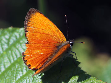 Dukatenfalter (Lycaena virgaureae) Dukatenfalter (Lycaena virgaureae)