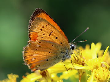 Dukatenfalter (Lycaena virgaureae) Dukatenfalter (Lycaena virgaureae)