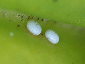 Maculinea rebeli