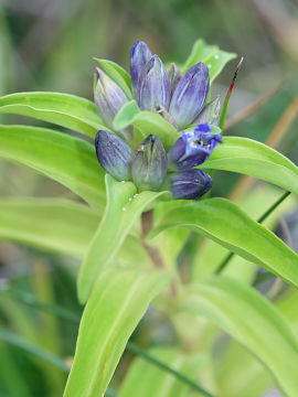 Maculinea rebeli