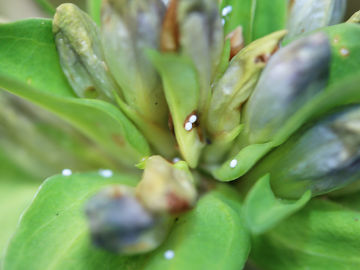 Maculinea rebeli