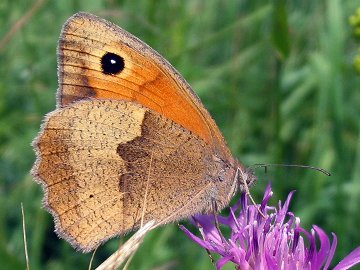 Maniola jurtina