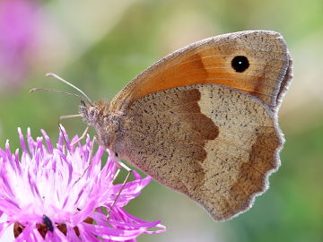 Maniola jurtina