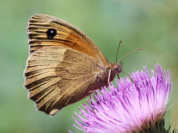 Maniola jurtina