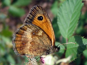 Maniola tithonus