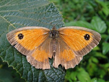 Maniola tithonus