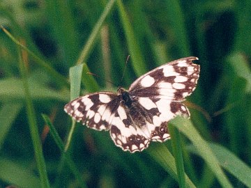 Melanargia galathea