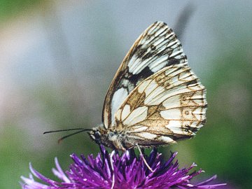 Melanargia galathea