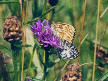 Melanargia galathea