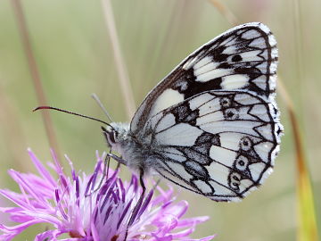 Melanargia galathea