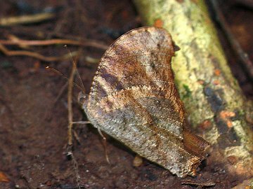 Evening Brown