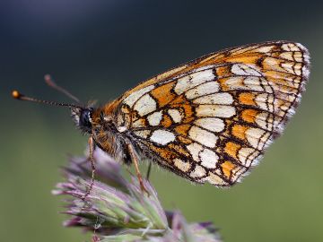 Melitaea athalia