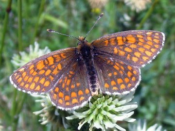 Melitaea aurelia