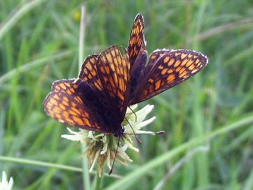 Melitaea aurelia