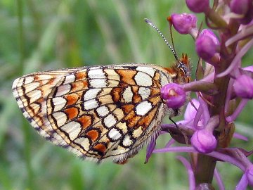 Melitaea aurelia