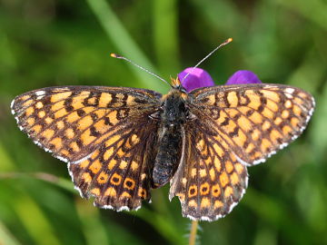 Melitaea cinxia Melitaea cinxia