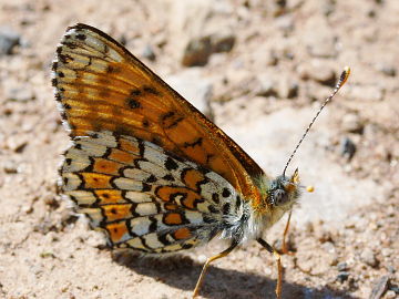 Melitaea cinxia Melitaea cinxia