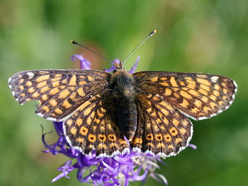 Melitaea cinxia