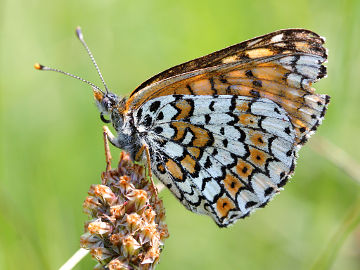 Melitaea cinxia