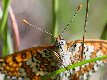 Melitaea cinxia Melitaea cinxia