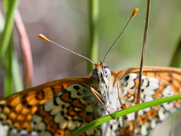 Melitaea cinxia