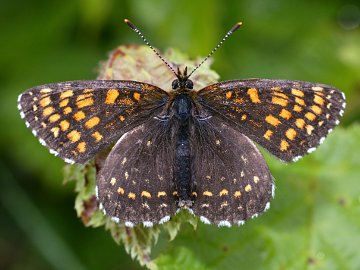 Melitaea diamina