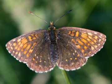 Melitaea diamina