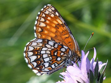 Melitaea diamina