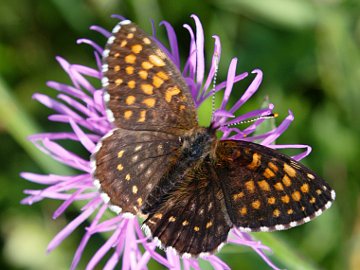 Melitaea diamina