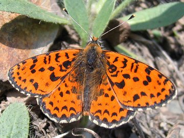 Melitaea didyma