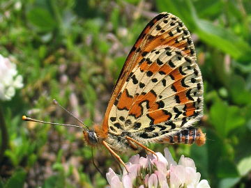 Melitaea didyma