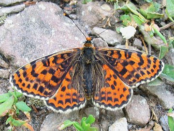 Melitaea didyma