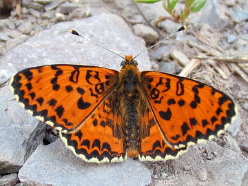 Melitaea didyma