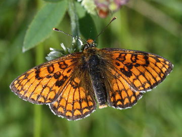 Melitaea parthenoides